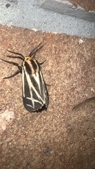 Apantesis phalerata