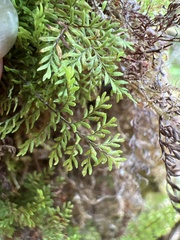 Adenophorus abietinus