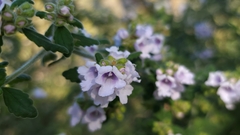 Prostanthera