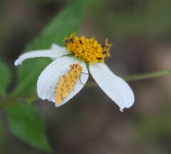 Chrysoecia atrolinea