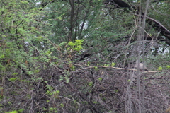 Streptopelia decaocto