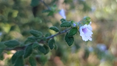 Prostanthera