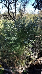Prostanthera