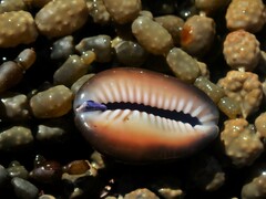 Monetaria caputserpentis