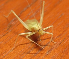 Oecanthus exclamationis