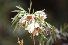 Pandorea doratoxylon