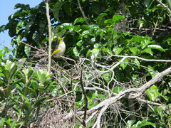 Zosterops lateralis lateralis