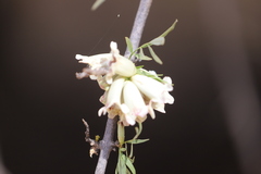 Pandorea doratoxylon