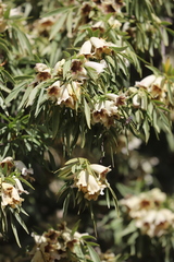 Pandorea doratoxylon