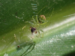 Araneus circulissparsus