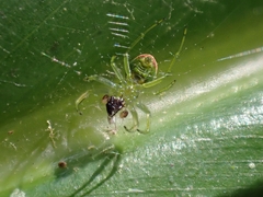Araneus circulissparsus