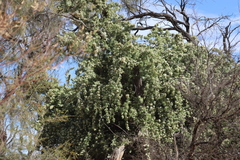 Pandorea doratoxylon