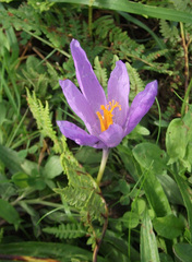 Crocus nudiflorus