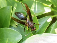 Polistes gigas