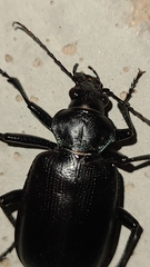 Calosoma marginale