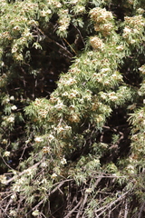 Pandorea doratoxylon