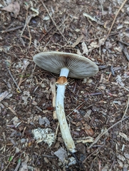 Agrocybe acericola
