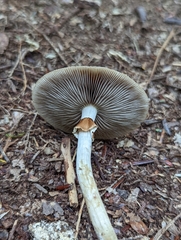 Agrocybe acericola