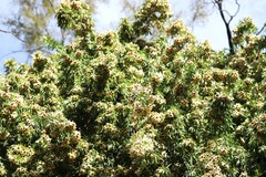 Pandorea doratoxylon