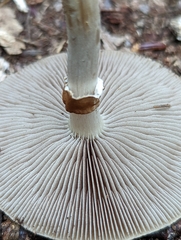 Agrocybe acericola