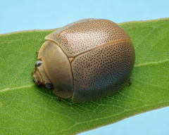 Paropsisterna crocata