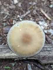 Agrocybe acericola