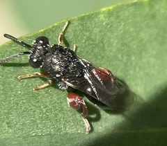 Brachymeria