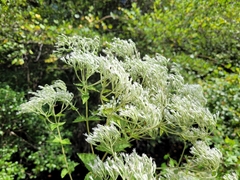 Eupatorium pubescens