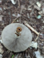 Agrocybe acericola