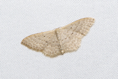 Idaea philocosma