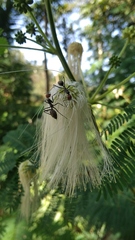 Zapoteca portoricensis