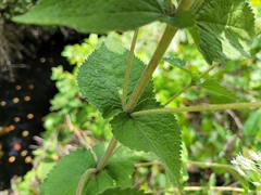 Eupatorium pubescens