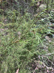 Baeckea linifolia