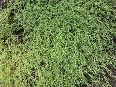 Crassula peduncularis