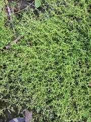 Crassula peduncularis