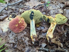 Boletus sensibilis