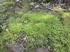 Crassula peduncularis