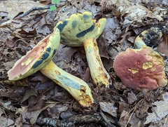 Boletus sensibilis