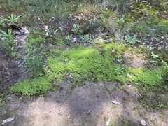 Crassula peduncularis