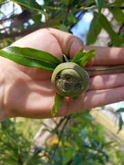 Parsonsia