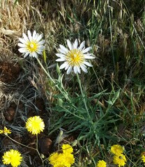 Tragopogon pterocarpus