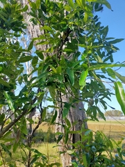 Parsonsia