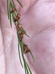 Baeckea linifolia