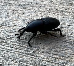 Scyphophorus acupunctatus