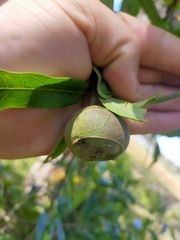 Parsonsia