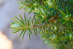 Ozothamnus turbinatus
