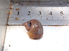 Pomacea canaliculata