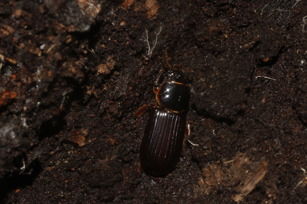 Heliscus
