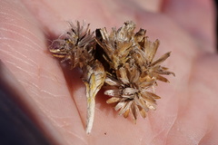 Ozothamnus turbinatus