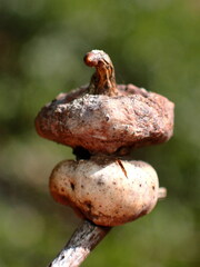 Heteroecus sanctaeclarae